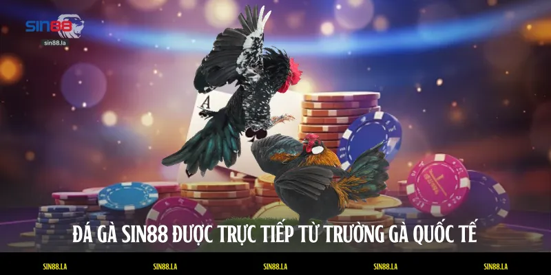Đá gà SIN88 được trực tiếp từ trường gà quốc tế