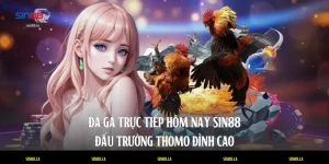 Đá Gà Trực Tiếp Hôm Nay