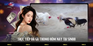 Trực Tiếp Đá Gà Thomo Hôm Nay